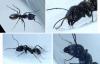 Camponotus sp.